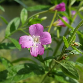  Extrakt aus Epilobium parviflorum-Blättern